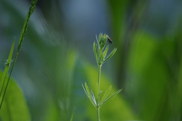 bicho sobre planta