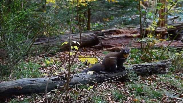 European pine marten (Martes martes) walking over fallen tree trunk in forest
