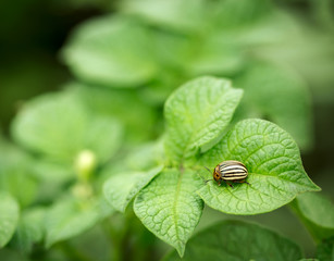 Colorado potato beetle