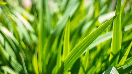 Green leaves floral background. Abstract nature background