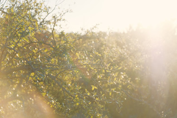 Sun flare on tree leaves in rural landscape, spring nature concept.