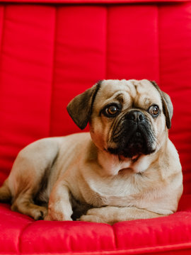 Little puggle dog relaxing on a red armchair