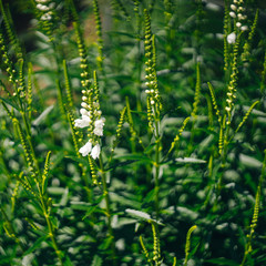 Melilotus albus flowers plant background