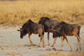 Wildebeest group running in nata in Botswana. Travelling during dry season on holiday.