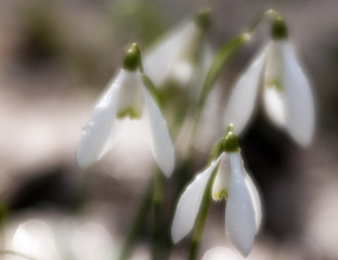 Early spring flowers are snowdrops. In soft focus. Selective focus.