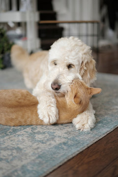 A pet red cat lies on a carpet in the living room while his friend, a labradoodle breed dog, hugs him with his paws. Friendship of animals.