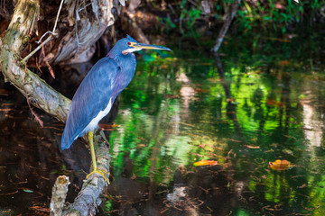 Tricolored heron (Egretta tricolor) on a paperbark tree branch - Robbins Preserve, Davie, Florida, USA