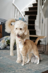 The pet red cat rejoices to his friend labradoodle dog. Friendship of animals.