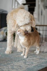 A pet red cat rejoices to his friend a dog of the Labradoodel breed that licks it. Friendship of animals.
