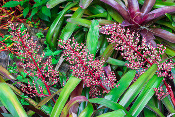 Obraz premium Bromeliad (Aechmea fulgens x ramosa hybrid, 