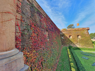 Climbing plant on ancient wall