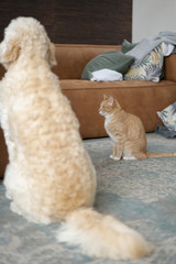 Pets are sitting on the carpet in the living room. A red cat and a labradoodle dog are waiting for the owner when he gets home. Friendship of animals.