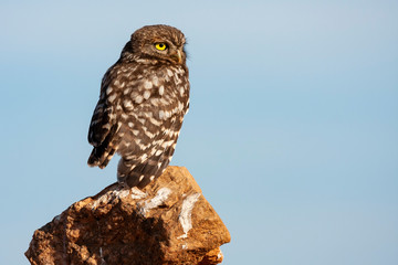 Little owl, Athene noctua. Young man perched on his usual innkeeper next to the nest