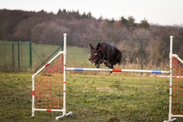 brown border collie is jumping over the hurdles. Amazing day on czech agility privat training