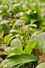Mercurialis perennis - springtime blooming flower in the forest