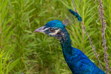 Obraz premium Indian peafowl (Pavo cristatus), also known as the common peafowl, and blue peafowl, native to the Indian subcontinent but introduced to many other countries.
