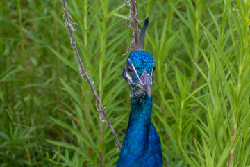 Naklejka premium Indian peafowl (Pavo cristatus), also known as the common peafowl, and blue peafowl, native to the Indian subcontinent but introduced to many other countries.