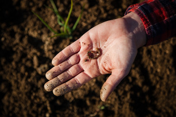 Closeup of woman's hand with earthworm in sunny garden