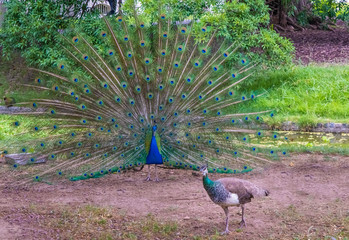 Indian peafowls (Pavo cristatus) in courtship. Native to the Indian subcontinent but introduced to...