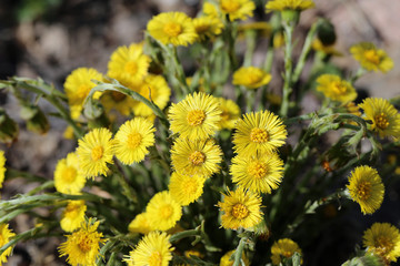 Coltsfoot (tussilago farfara) flowers photographed in southern Finland during early spring. Cute and small yellow flowers with brown / green ground of the background. Sunny spring day. Color photo.