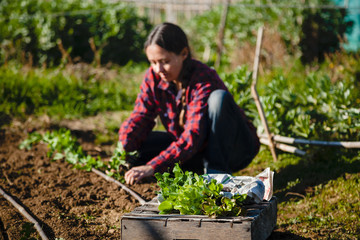 Young woman planting vegetables in sunny garden