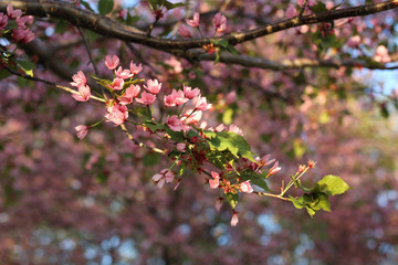 Cherry tree branch with cute pink sakura blossoms and some green leaves. Photographed during a sunny spring afternoon in Helsinki, Finland. Beautiful Japanese traditional flowers bringing a lot of joy