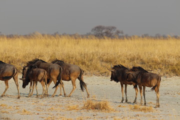 Fototapeta na wymiar Wildebeest group running in nata in Botswana. Travelling during dry season on holiday.