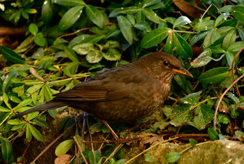 Fototapeta premium pretty female blackbird looking for food