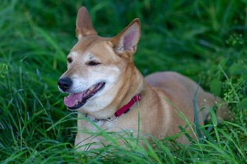 Naklejka na ściany i meble Portrait of yellow and white mixed-breed dog (Canis-lupus familiaris) lying in the grass