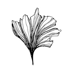Hand drawn Ginkgo biloba leave. Vector outline ginkgo leaf. Floral exotic leave illustration for your design.