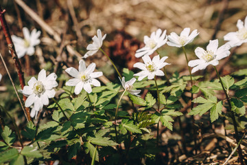 Snowdrop on sunny day. White spring flowers growing on the meadow in the forest.