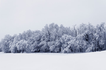 black and white winter landscape trees and snow background beauty of nature 