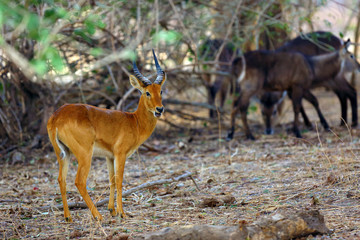 The Puku (Kobus vardonii senganus) male standing in the forest and in the background the Waterbuck antelope (Kobus ellipsiprymnus). Typical herd of herbivores in Zambia.