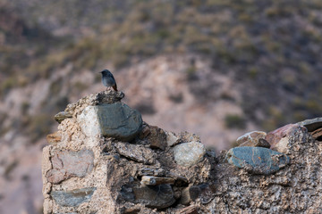 A small bird posing in a ruined farmhouse