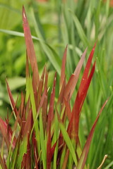 Ornamental grass - Imperata cylindrica "Red Baron"