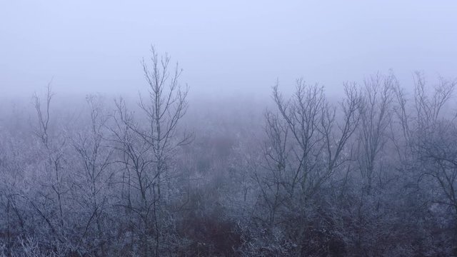 Aerial drone flight over forest in the fog, Odessa, Ukraine, 4k