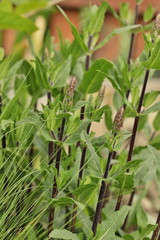 Salvia nemorosa 'Caradonna' - bud flower