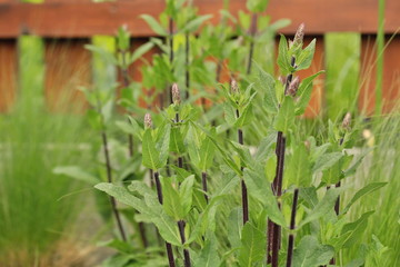 Salvia nemorosa 'Caradonna' - bud flower