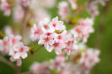 Blossoming apricot tree in the garden, blurred backdrop. Apricot blossoms on branchlet in orchard, unfocused bg. Abloom apricot spray in the spring, blurry background. Pink apricot flowers in spring