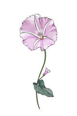 Flower bindweed on stems with green leaves. Isolated on white. Single pale violet Morning-glory for the design greeting cards, wedding invitation,textiles, wallpaper.Vector floral pastel illustration.