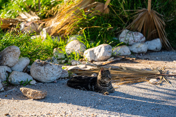 Cat sitting on the white sand.