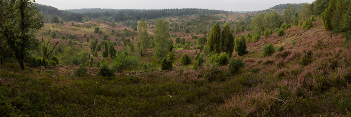 panorama of Totengrund in the Lüneburger Heide near Bispingen, Germany at sunrise with heath in...