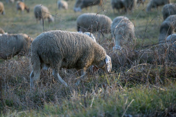 Naklejka na ściany i meble gruppo di pecore
