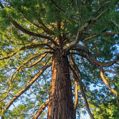 Mammutbaum (Sequoia) von unten gesehen