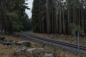 Bahnschienen im Wald