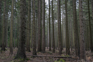 Gespensterwald 2