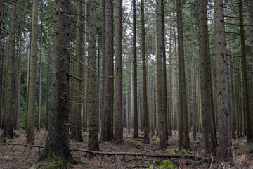 Gespensterwald im Harz