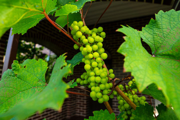 bunch of grapes on the vine
