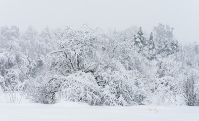 The panorama of the forest during snowfall