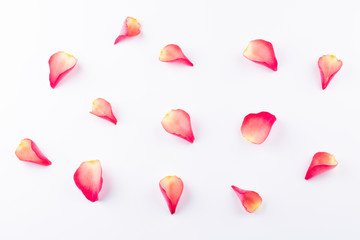 Petal on white background. Romantic background for Valentine Day. Top view.